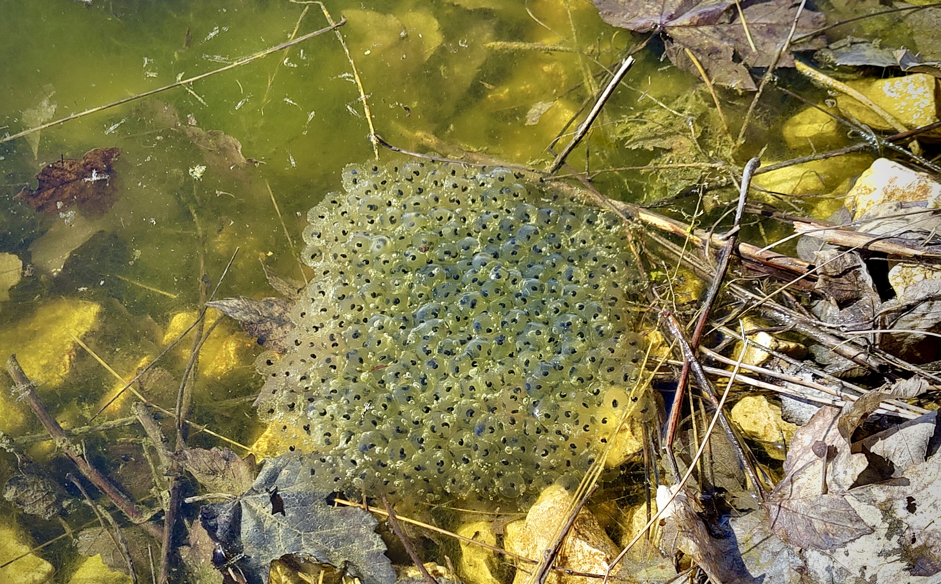 Oeufs_grenouille_rousse_20240313.jpeg